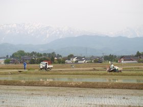 立山と田植え