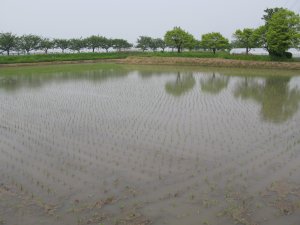 緑を映す田圃
