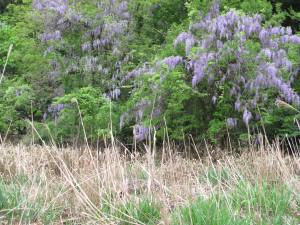 野生の藤が多い