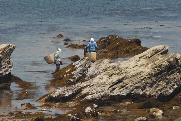 ��q�勴�t�߂�