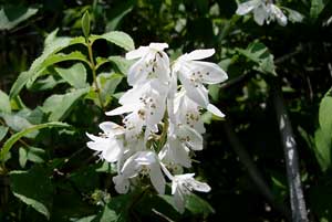 �K�̉ԁi�E�c�M�j