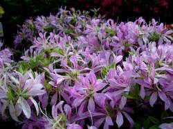 �n�i�O���}�i���`�c�c�W�j