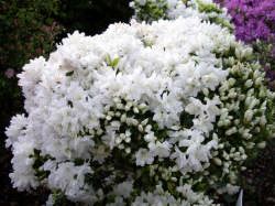 �N���m���L�E�N�����c�c�W