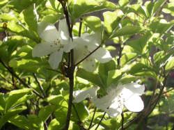 ���悤���E���q���܂̂����