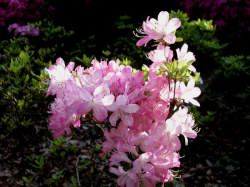 �N�����c�c�W�E�����̋�