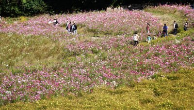 花ノ国　コスモス園