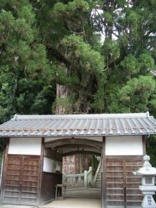 新明神社の大杉