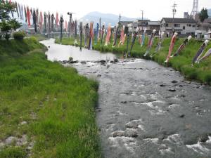 阿木川、大井橋からの鯉のぼり