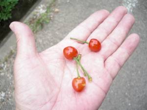 サクランボをいただいた