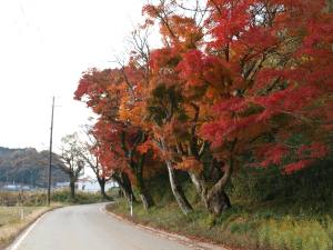 燃える楓並木の中山道