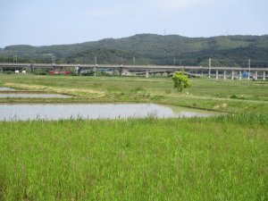 遠くに赤い機関車が走る